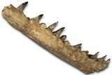 Fossil Mosasaur Jaw From Laayoune, Morocco - New Location #353161-2